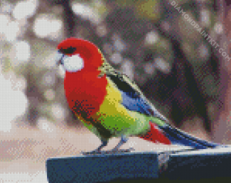 Eastern Rosella Bird diamond painting