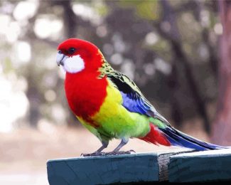 Eastern Rosella Bird diamond painting