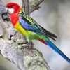 Eastern Rosella diamond painting