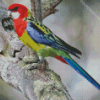 Eastern Rosella diamond painting