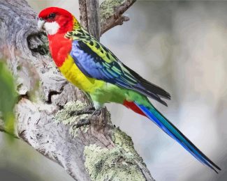 Eastern Rosella diamond painting