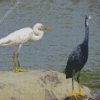 Egrets diamond painting