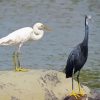 Egrets diamond painting