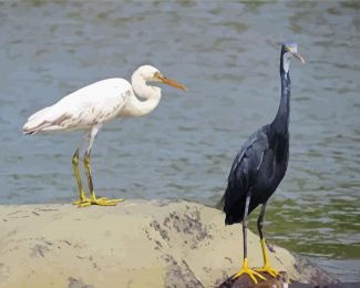 Egrets diamond painting