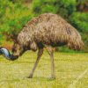 Emus Animal diamond painting