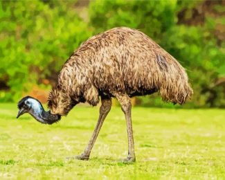 Emus Animal diamond painting