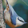 Eurasian Nuthatch Bird diamond painting