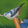 Female White Breasted Nuthatch Bird diamond painting