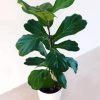 Ficus Lyrata Plant Pot diamond painting