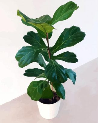 Ficus Lyrata Plant Pot diamond painting