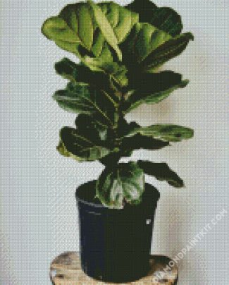 Fiddle Leaf Fig Flowering Plant diamond painting