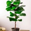 Fiddle Leaf Fig Plant Pot diamond painting