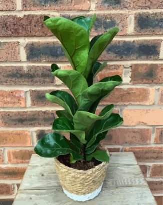 Fiddle Leaf Fig diamond painting