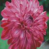 Fuchsia Dahlia Flower diamond painting