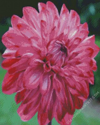 Fuchsia Dahlia Flower diamond painting