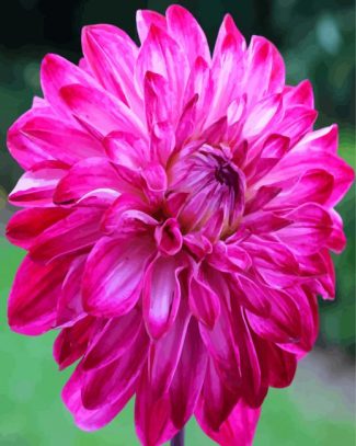 Fuchsia Dahlia Flower diamond painting