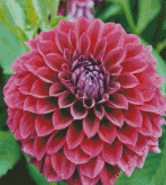 Fuchsia Flower Dahlia diamond painting