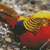 Golden Pheasant diamond painting