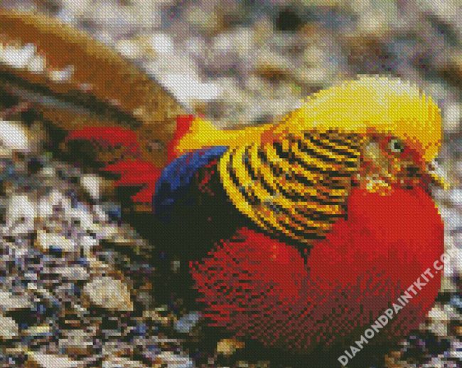 Golden Pheasant diamond painting