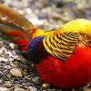 Golden Pheasant diamond painting