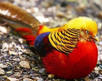 Golden Pheasant diamond painting