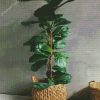 Green Fiddle Leaf Fig Plant diamond painting