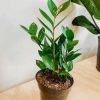 Green Zamioculcas Plant Pot diamond painting