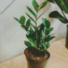 Green Zamioculcas Plant Pot diamond painting