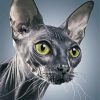 Grey Sphynx diamond painting