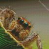 Hairy Spider diamond painting