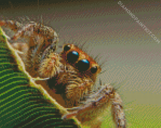 Hairy Spider diamond painting