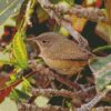 House Wren diamond painting