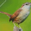 House Wren Bird diamond painting