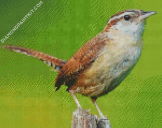 House Wren Bird diamond painting