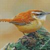 House Wren Bird Animal diamond painting