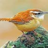 House Wren Bird Animal diamond painting