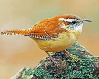 House Wren Bird Animal diamond painting