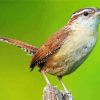 House Wren Bird diamond painting