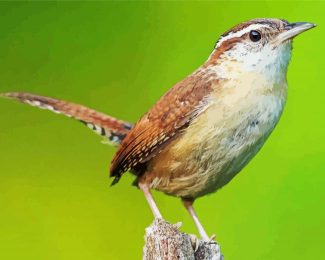 House Wren Bird diamond painting