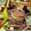 House Wren diamond painting