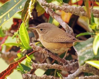 House Wren diamond painting