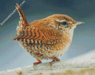 House Wren Songbird diamond painting