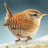 House Wren Songbird diamond painting