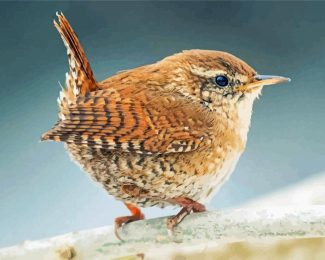 House Wren Songbird diamond painting