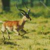 Impala Running diamond painting