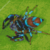 Insect Spider diamond painting