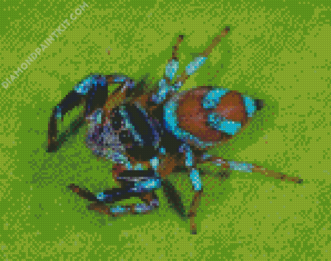 Insect Spider diamond painting