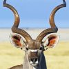 Kudu Animal close up diamond painting