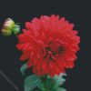 Light Red Dahlia diamond painting