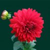 Light Red Dahlia diamond painting